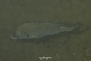 クロコショウダイ