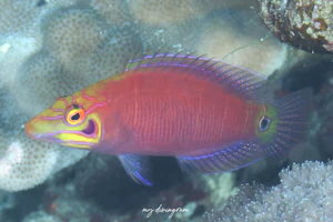 ヨコシマニセモチノウオ