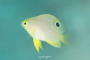 ニセネッタイスズメダイ