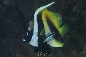 オニハタタテダイ