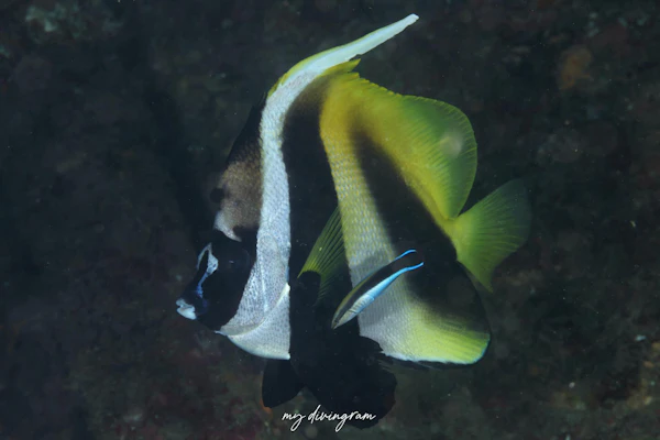 オニハタタテダイ