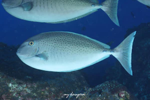 ゴマテングハギモドキ