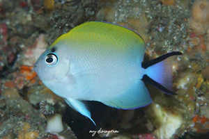 ヤイトヤッコ×トサヤッコ