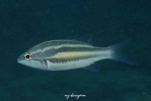 スリーストライプドウィップテイル