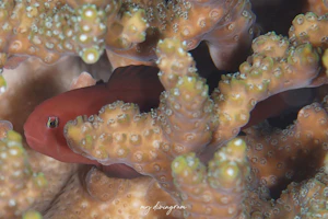 アカネコバンハゼ