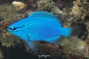 ルリスズメダイ