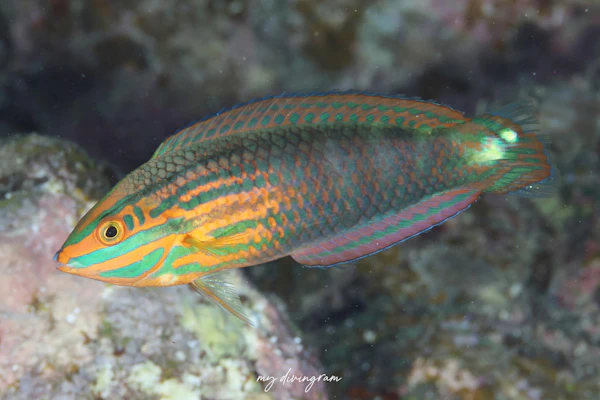 ニシキキュウセン