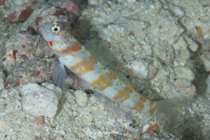 ダンダラダテハゼ