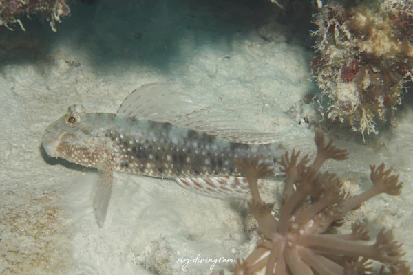 オバケインコハゼ