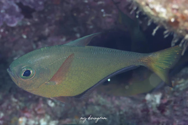 ミズホハタンポ