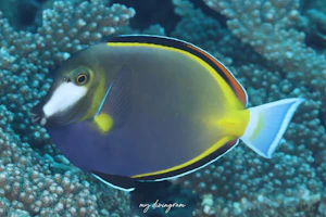 ナミダクロハギ