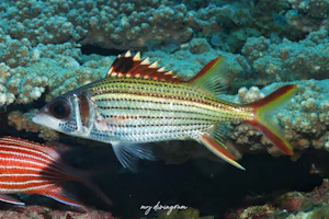 ウケグチイットウダイ