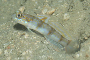 ヤツシハゼ属の1種-10