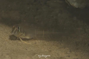 カワギンポ