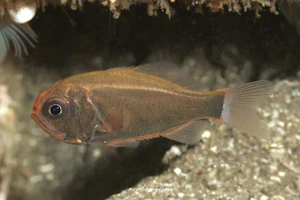 ハリダシエビス