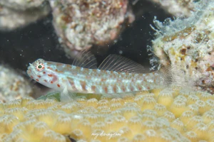 アカホシイソハゼ