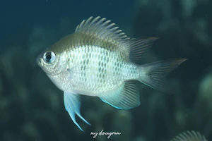 クラカオスズメダイ