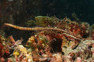 ホソウミヤッコ