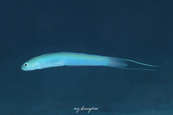 リュウキュウハナハゼ