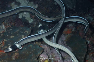 カタグロウミヘビ