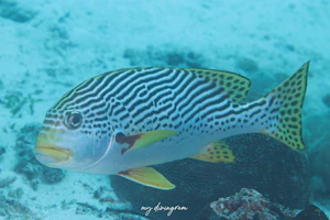 アヤコショウダイ