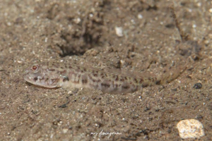 ミナミサルハゼ