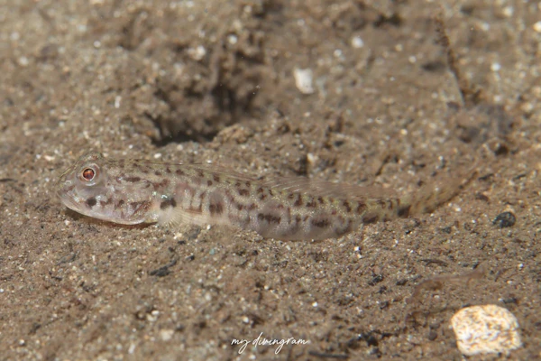 ミナミサルハゼ