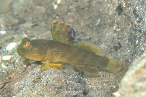 カスリハゼ属の1種