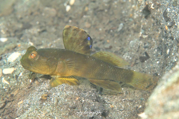 カスリハゼ属の1種