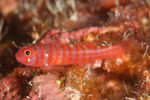 スジシマイソハゼ