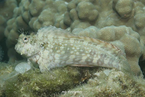 ヤエヤマギンポ