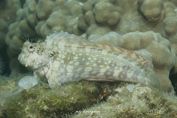 ヤエヤマギンポ