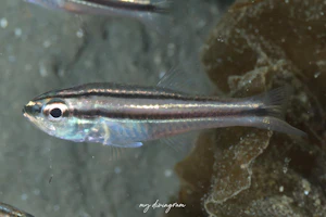 テッポウイシモチ