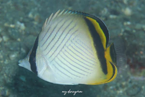 フウライチョウチョウウオ