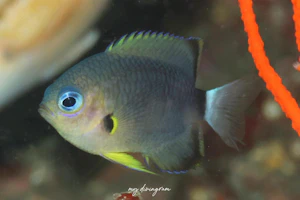 フカミスズメダイ