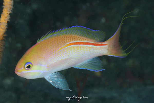 イトヒキコハクハナダイ