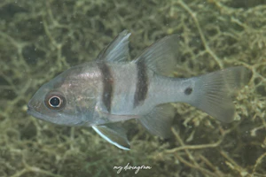 ヨコスジイシモチ