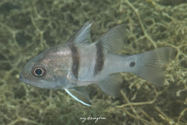 ヨコスジイシモチ