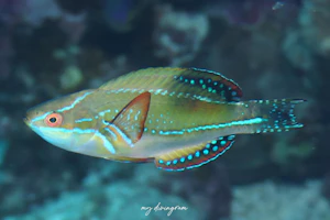 ニシキイトヒキベラ