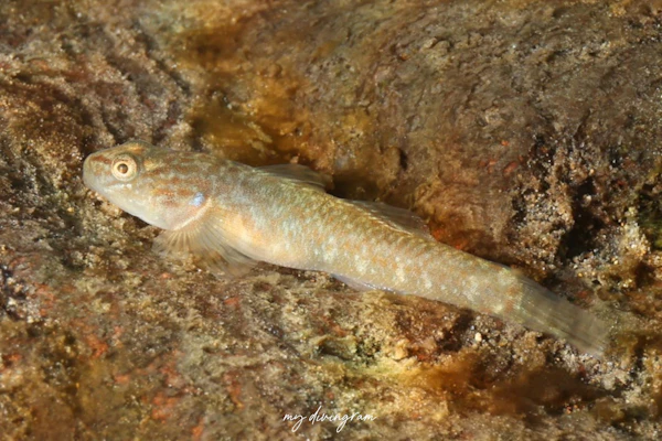 トウヨシノボリ