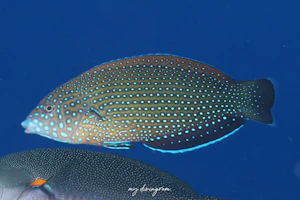 ブチススキベラ