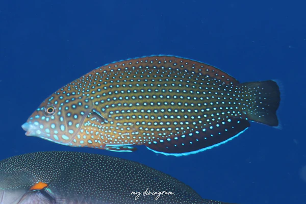 ブチススキベラ