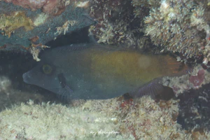 ニシキカワハギ