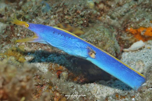 ハナヒゲウツボ