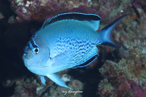 ヒレナガヤッコ