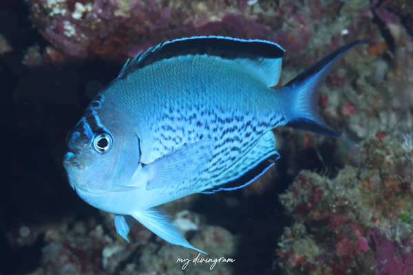 ヒレナガヤッコ