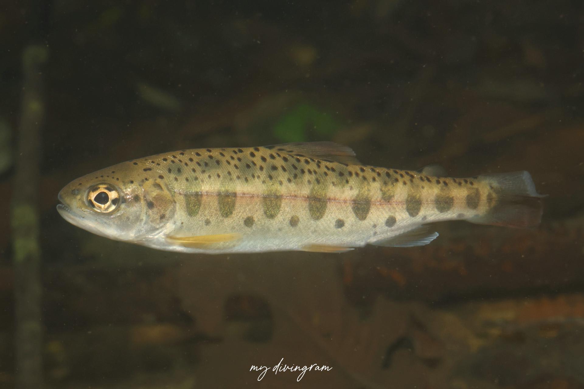 ヤマメ (サクラマス)