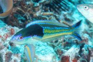 アオスジオグロベラ