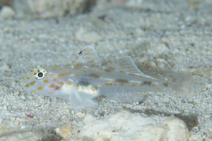 カペラサンカクハゼ