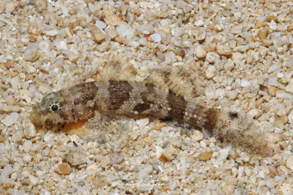 オキナワハゼ属の1種-6